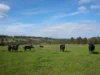 515 Tucks Road, Shoreham, Vic 3916-Image