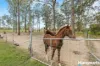 52 Forest Glen Road, Limeburners Creek, NSW 2324-Image
