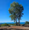 52 Wright Road, Grasstree Beach, Qld 4740-Image