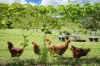 530-542 &  Upper Crystal Creek Road, Upper Crystal Creek, NSW 2484-Image