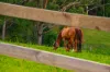 532 Jilliby Road, Jilliby, NSW 2259-Image