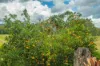 54 Sutton Road, Coolabine, Qld 4574-Image