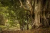 545 Upper Brookfield Road, Upper Brookfield, Qld 4069-Image