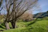 5494 Kiewa Valley Highway, Running Creek, Vic 3691-Image