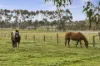 55 Ayreys Reserve Road, Birregurra, Vic 3242-Image