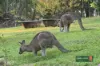 55 Blackwood Rise, Moe South, Vic 3825-Image