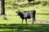 55 Coolgardie Road, Doctor Creek, Qld 4352-Image