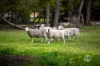 55 Newton Avenue, Langwarrin South, Vic 3911-Image