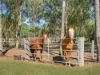 55 Norfolk Road, Summerholm, Qld 4341-Image