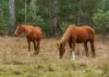 557 Williams Road, Benarkin, Qld 4314-Image