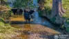 5644 Tweed Valley Way, Crabbes Creek, NSW 2483-Image