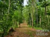 566 Gorge Road, Finch Hatton, Qld 4756-Image