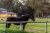 58 Kentucky Drive West, Darling Downs, WA 6122-Image