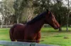 58 Kentucky Drive West, Darling Downs, WA 6122-Image