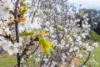 58 Longs Corner Road, Canowindra, NSW 2804-Image