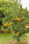 58 Remingtons Road, Murgon, Qld 4605-Image