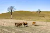 593 Knapp Creek Road, Knapp Creek, Qld 4285-Image
