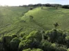60 Brown Road, Lake Eacham, Qld 4884-Image