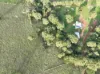 60 Brown Road, Lake Eacham, Qld 4884-Image