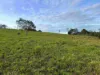 60 Brown Road, Lake Eacham, Qld 4884-Image