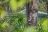 600 Pipeclay Road, Pipeclay Via, Beechwood, NSW 2446-Image