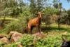 607A Upper Brookfield Road, Upper Brookfield, Qld 4069-Image