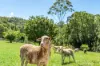 61 Tallowood Road, Lillian Rock, NSW 2480-Image