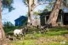 613 New Buildings Road, Wyndham, NSW 2550-Image