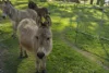 6132 Great Alpine Road, Eurobin, Vic 3739-Image
