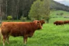 616 Hellhole Creek Road, Kergunyah, Vic 3691-Image