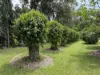 62 Old Forest Creek Road, Forest Creek, Qld 4873-Image