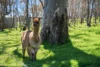 620B Springs Road, Mount Barker Springs, SA 5251-Image