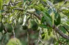 63 Gattera Road, Landsborough, Qld 4550-Image