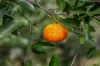 63 Gattera Road, Landsborough, Qld 4550-Image