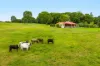 64 Weis Lane, Rous, NSW 2477-Image
