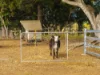 640 Old Dyraaba Road, Woodview, NSW 2470-Image