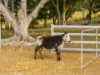 640 Old Dyraaba Road, Woodview, NSW 2470-Image