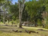 640 Old Dyraaba Road, Woodview, NSW 2470-Image