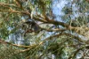 648 Cherry Gardens Road, Cherry Gardens, SA 5157-Image