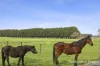652-670 Grubb Road, Drysdale, Vic 3222-Image