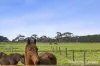 652-670 Grubb Road, Drysdale, Vic 3222-Image