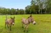 655 Naughtons Gap Road, Naughtons Gap, NSW 2470-Image