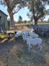662 Tarnook Road, Tarnook, Vic 3670-Image