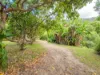 665 Left Bank Road, Mullumbimby Creek, NSW 2482-Image