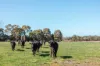 67 Bittern-Dromana Road, Balnarring, Vic 3926-Image