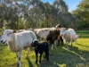 67 Huttons Road, Kardella, Vic 3951-Image