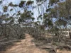 673 Bedrock Road, Fisher, SA 5354-Image
