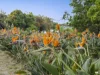 70 Aquarius Avenue, Torquay, Vic 3228-Image