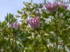 70 Aquarius Avenue, Torquay, Vic 3228-Image
