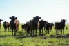 709 Illawarra Road, Longford, Tas 7301-Image